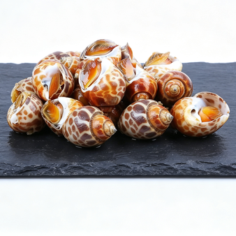Premium Sea Snails Frozen Gourmet Delight